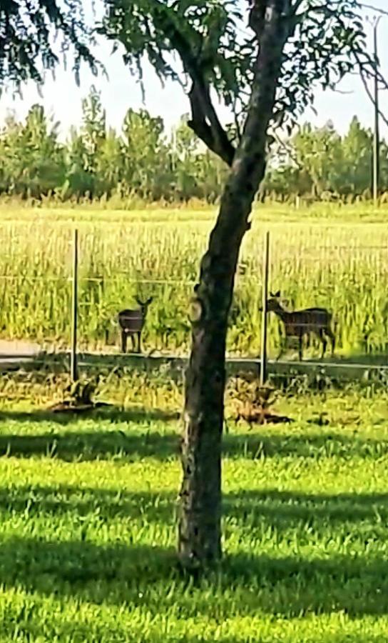 Le Cottage Nature Primeur Sauna Gaillac Entre Albi-Toulouse & Les Cottages Du Tarn Brens  Buitenkant foto